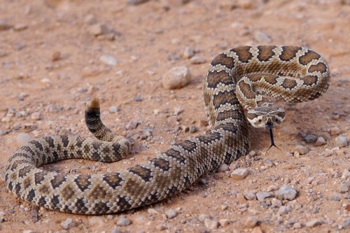 5 Surprising Places Rattlesnakes Like to Hide Around Your Home