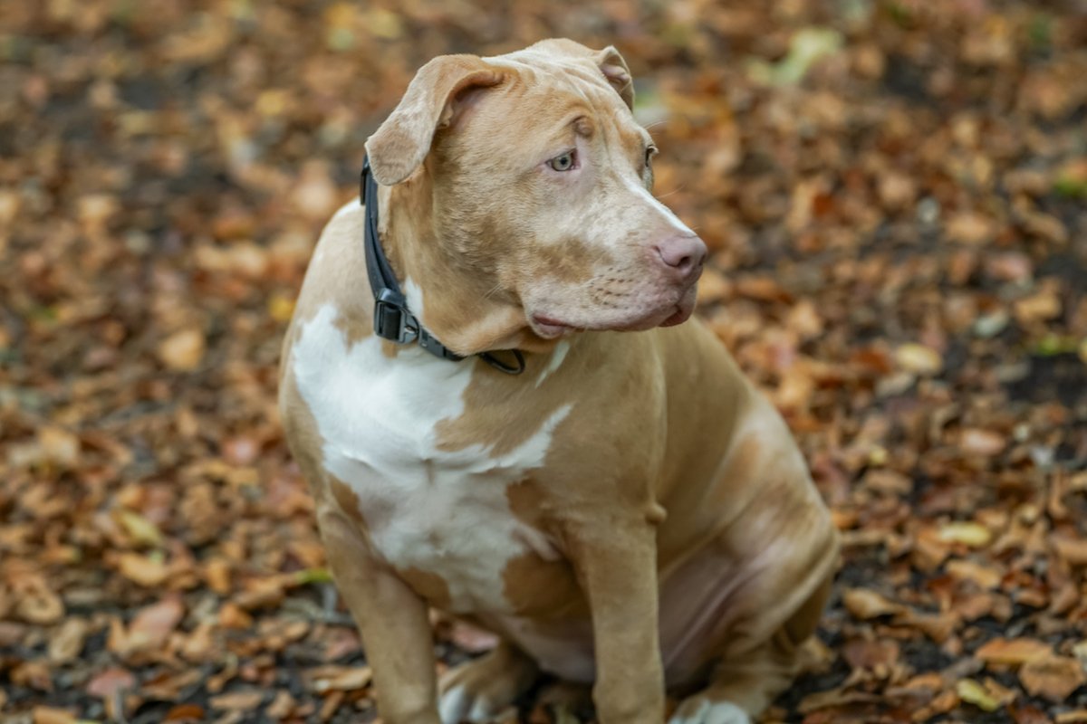 American Bully Dogs Will Be Banned in the U.K.—Could the U.S. Follow?