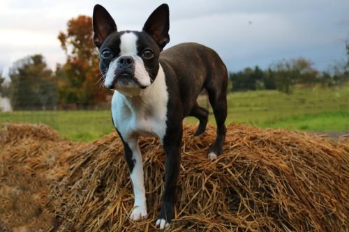 Small Dog Breeds That Make the Best Teeny Tiny Companions