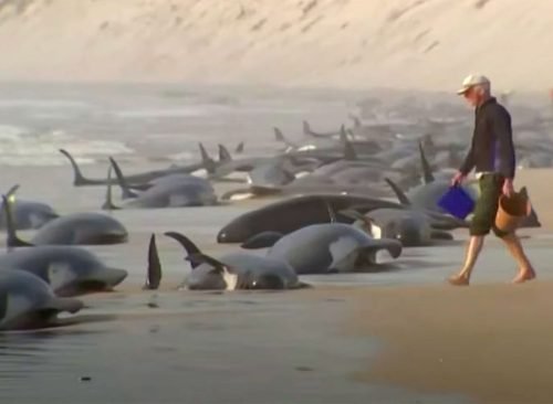 Humans Have Wiped Out 70 Percent Of Animal Populations In Last 50 Years 