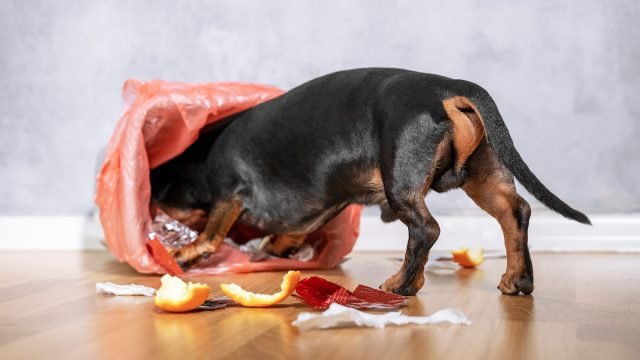 5 Household Items You Didn't Know Were Toxic to Dogs, Vets Say