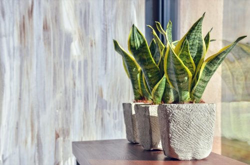 6 House Plants That Will Help You Breathe Better