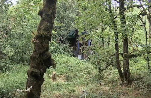 People Living in Massive Treehouse are "Terrorizing" Neighbors