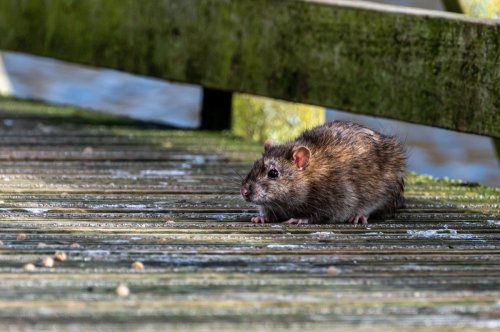 Deadly Bacterial Infection From Rats Is on the Rise—These Are the Flu-Like Symptoms