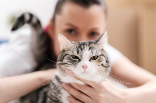 Cats Love You When You Hate Them, New Study Reveals