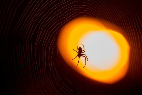 Prepare to See More Spiders in Your Home Soon, Science Says