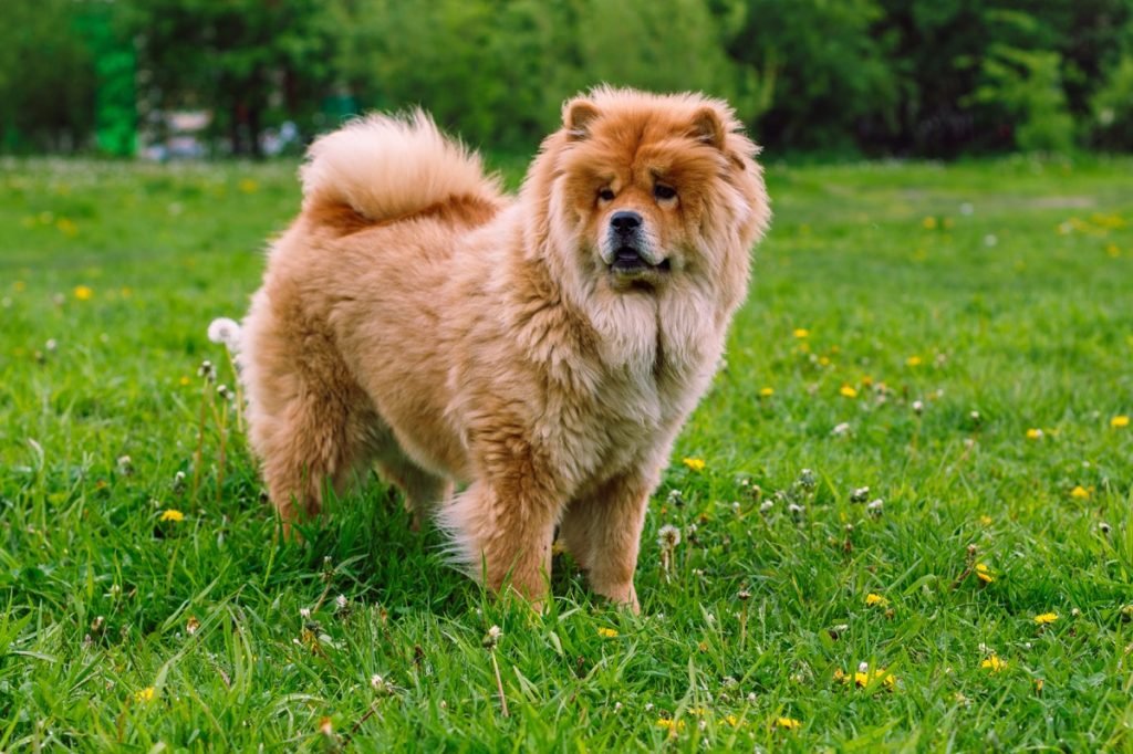 The 7 Fluffiest Dog Breeds, According to Experts