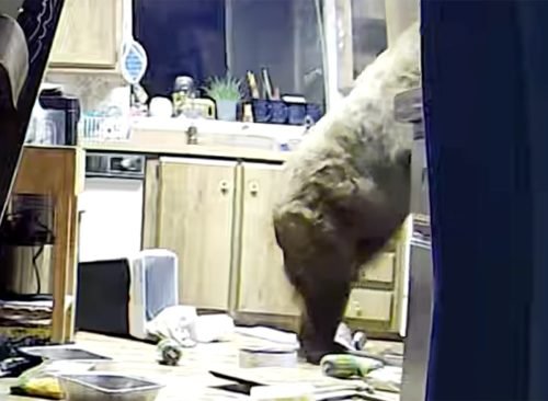 Video Shows Bear Breaking Into California Cabin and Living There Comfortably For 10 Days, Causing Mayhem