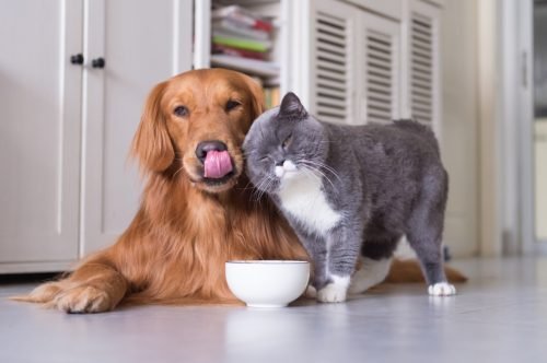 The 6 Best Dog Breeds That Get Along With Cats, According to Experts
