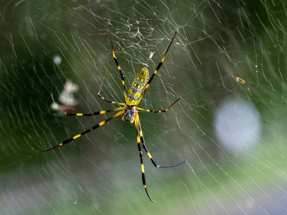 Invasive Spiders With 3-Foot Webs Are Spreading and Can't Be Stopped