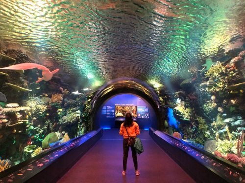 The 10 Best Aquariums in the U.S. for Under the Sea Adventures