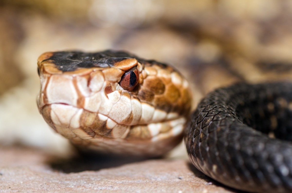 These Venomous Snakes Are on the Rise—Here's How to "Steer Clear," Expert Says