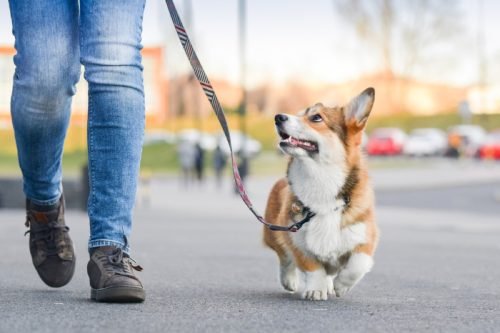 8 Ways Having a Dog Can Save Your Life, According to Science