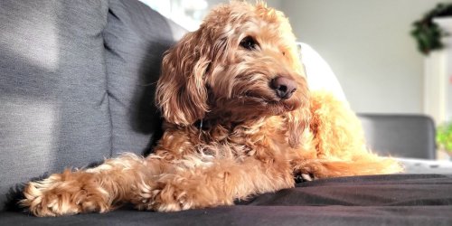 I'm a Veterinarian, and I'd Never Own These 5 Dog Breeds: "They Want to Bite Your Face Off"