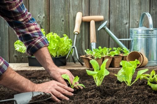 The 5 Best Vegetables to Plant for Beginners, Experts Say