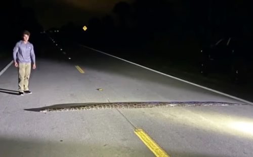 Python Hunters Find 104-Pound Snake as "Alligator-Eating" Python Hunt Continues in Florida