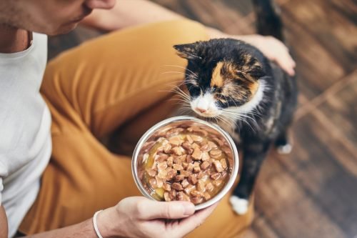 5 Secrets Veterinarians Aren't Telling You About Your Cat