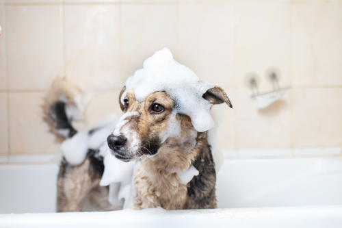 The Biggest Mistake You're Making When Bathing Your Dog, Vets Say