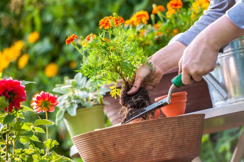 6 Flowers You Should Never Plant in the Spring, Gardening Experts Say