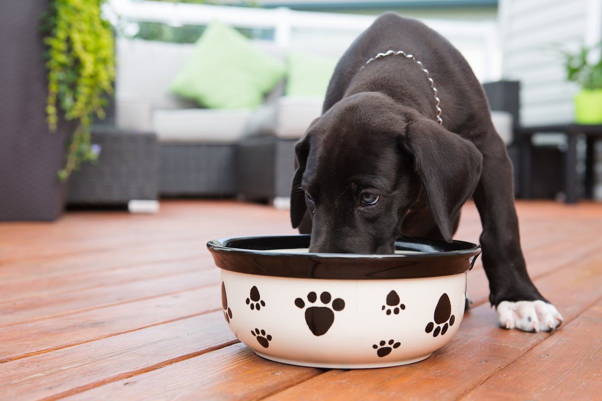 If You're Feeding Your Dog This, Stop Right Now, FDA Says