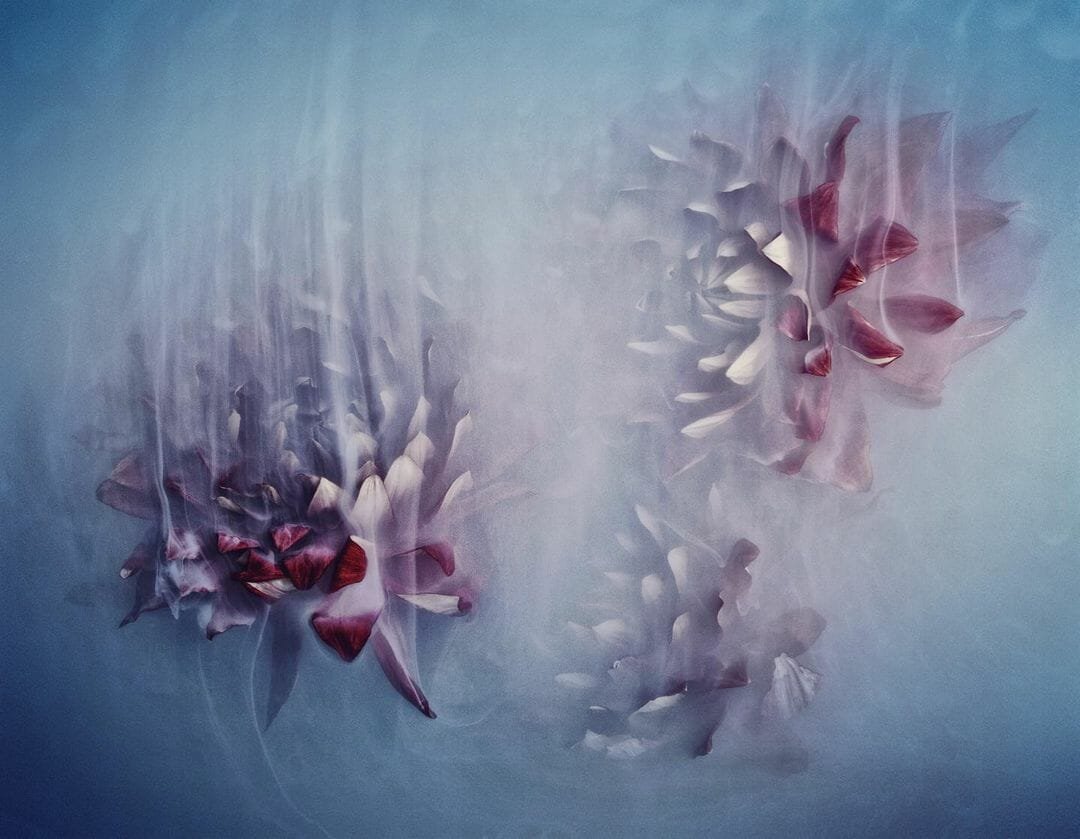 Flower Power Blue par Robert Peek