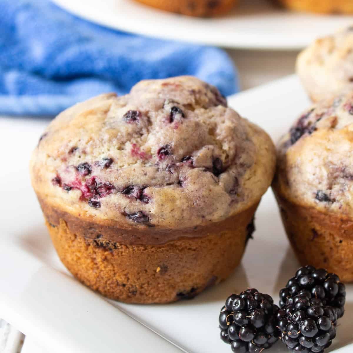 Blackberry Muffins