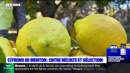 Menton: la récolte des citrons vient de commencer