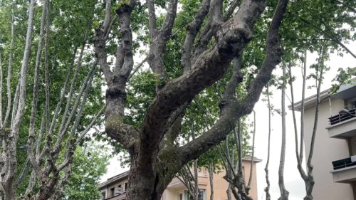 La métropole de Lyon veut recourir à l'IA pour planter des arbres