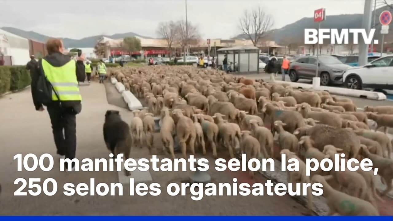 Colère agricole: des centaines de moutons lâchés sur le parking d&rsquo;un supermarché à Aubagne