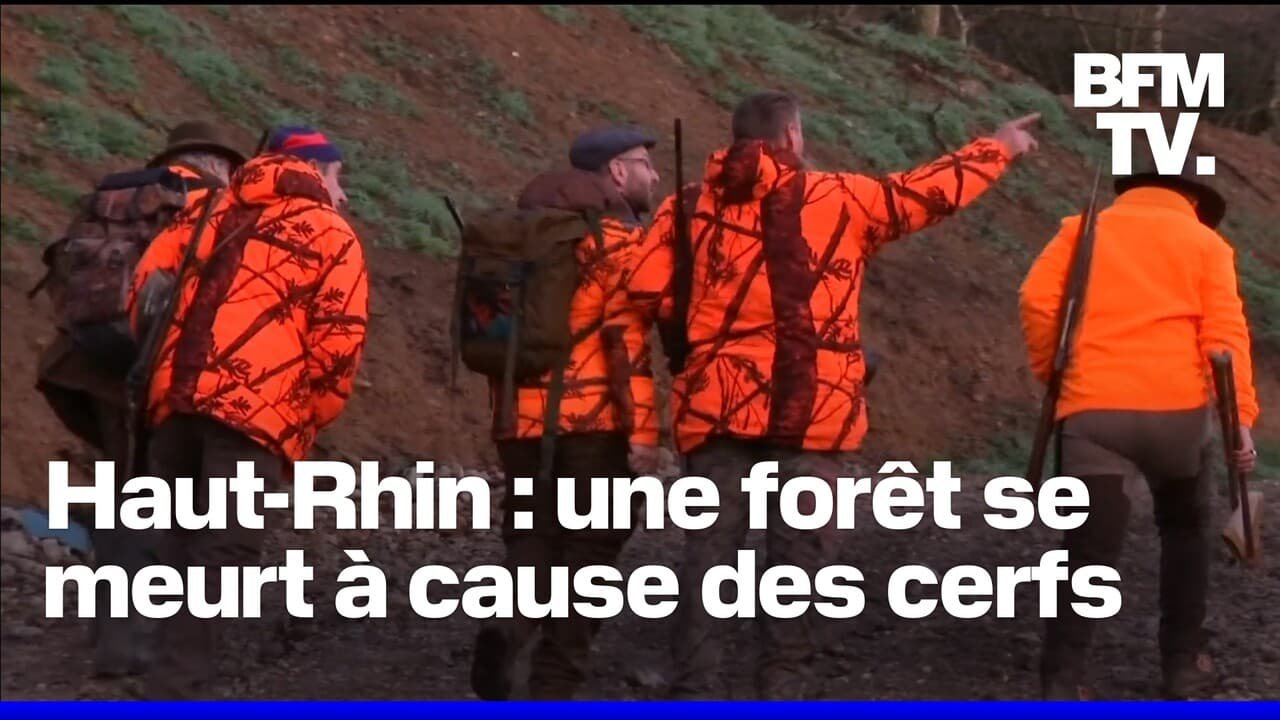 Haut-Rhin: des écologistes et les agriculteurs demandent aux chasseurs d’exécuter 2.000 cerfs pour préserver une forêt de sapins