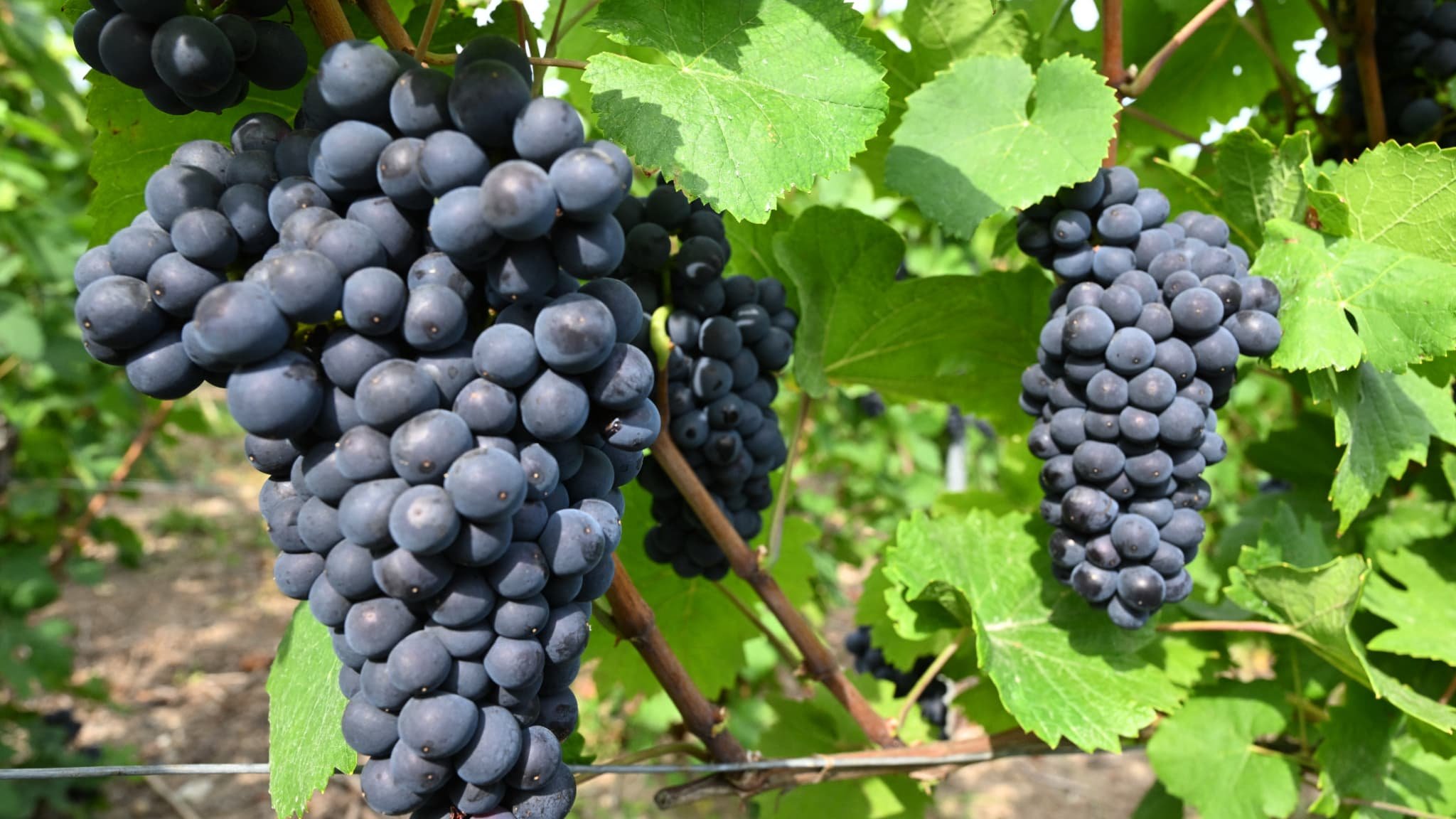 « Les palettes ne sont pas parties »: bloqués par les droits de douane de Trump, les vignerons champenois veulent convertir les Indiens et les Brésiliens au Champagne