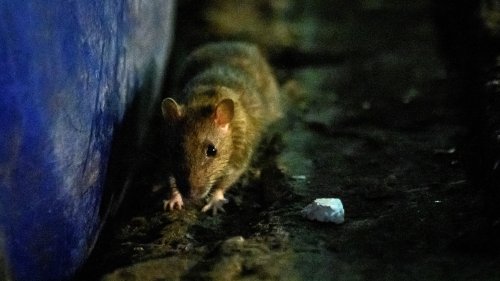 La mairie de New York cherche un chef "sanguinaire" pour mettre fin à la prolifération des rats