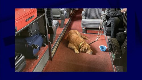 Une ex-députée s'indigne de la présence d'un chien sans muselière dans un train et créé la polémique
