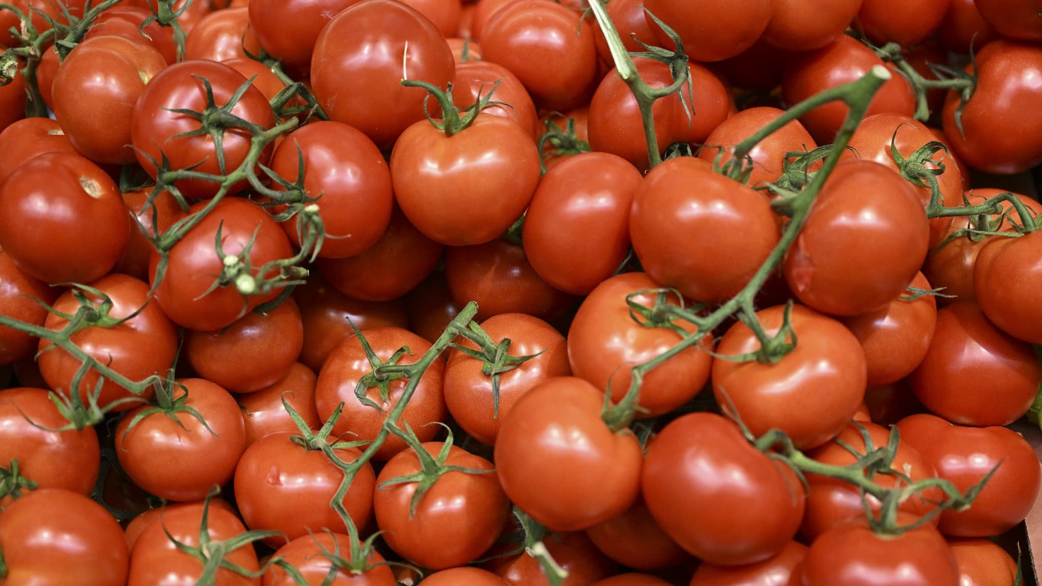 Tomates, blé tendre, pastèques… Quels sont les échanges agricoles entre la France et le Maroc?