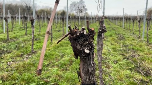 "Un sabotage": plus 4000 pieds de vignes saccagés dans le Bas-Rhin