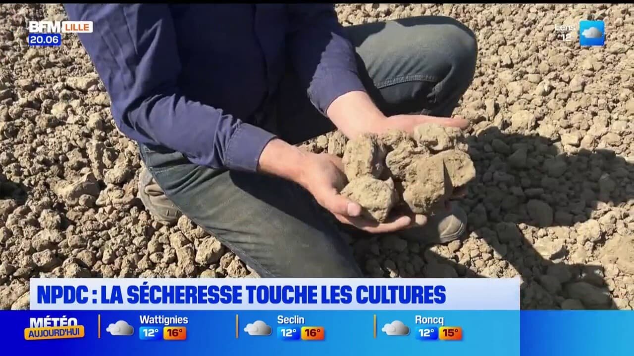 Nord-Pas-de-Calais: après un mois de mars historiquement sec, la sécheresse touche les cultures