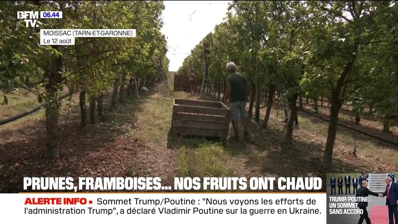 La chaleur extrême affecte la récolte des prunes et des framboises cette année