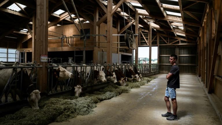 À Besançon, l’événement Vache de Salon est annulé à cause de la dermatose nodulaire