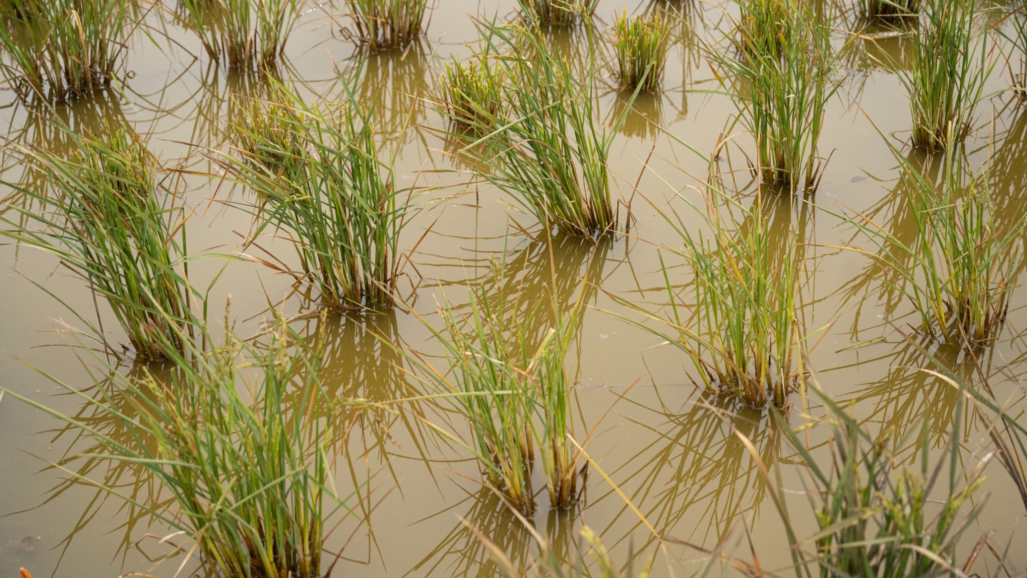 « Le climat compatible s’étend de plus en plus vers le nord » de l’Europe: pourra-t-on bientôt cultiver du riz en Angleterre en raison du réchauffement climatique?