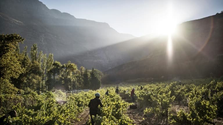 Il n’y a pas qu’en France: la politique tarifaire de Trump pourrait coûter 100.000 emplois au vignoble sud-africain