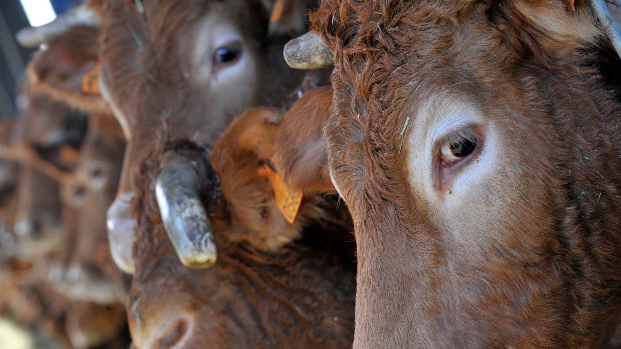 Corridas interdites, exportations d’animaux suspendues: le gouvernement tente de bloquer la propagation de la dermatose nodulaire dans les élevages bovins