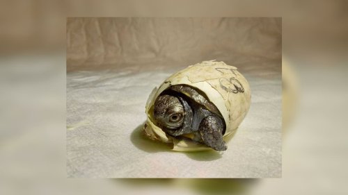 Zoo de Mulhouse: une quarantaine de naissances de tortues cistudes répertoriées cette saison