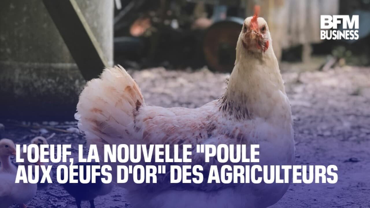 L’oeuf, la nouvelle « poule aux oeufs d’or » des agriculteurs