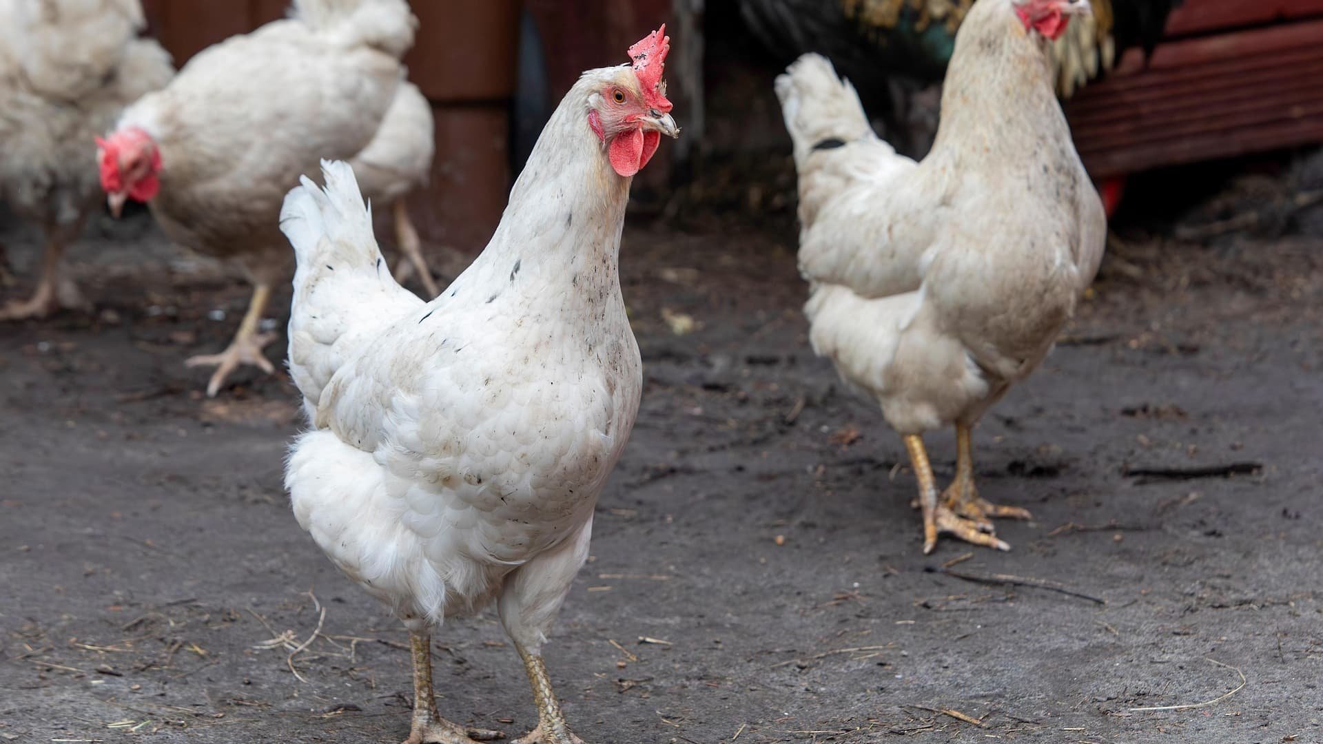 « Le pays s’auto-déclare libéré »: débarrassé de la grippe aviaire, le Brésil veut reprendre ses exportations de poulet
