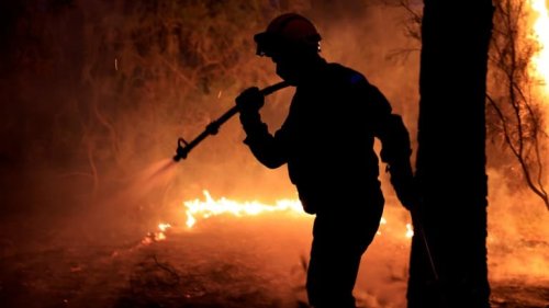 "Effrayant": la destruction des forêts tropicales à un niveau record en 2024, selon une étude