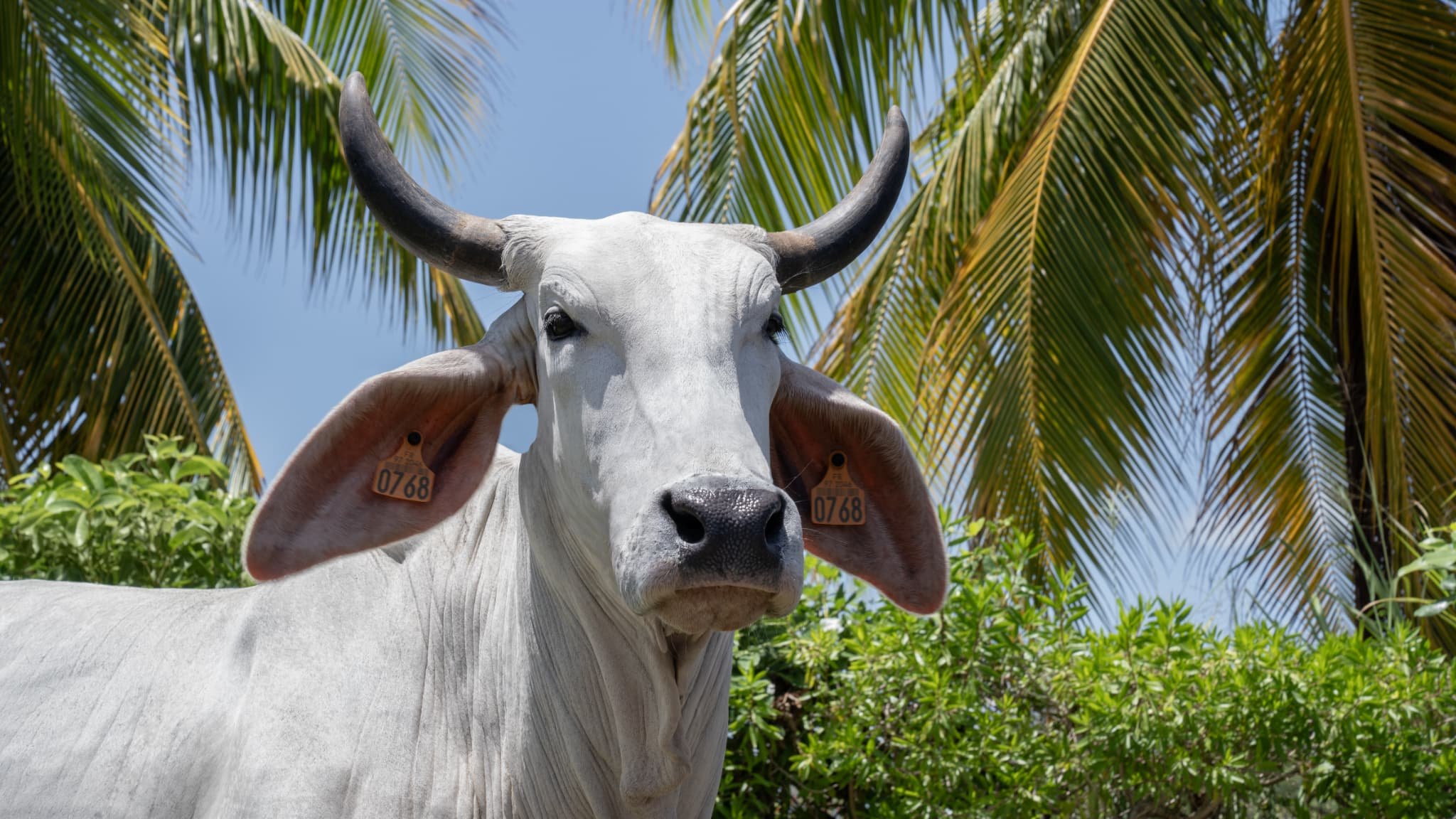 On l’appelle la « 4×4 des savanes »: le Salon de l’agriculture va mettre en vedette la méconnue vache de Martinique arrivée sur l’île en 1950 et nourrie seulement à l’herbe et à l’eau
