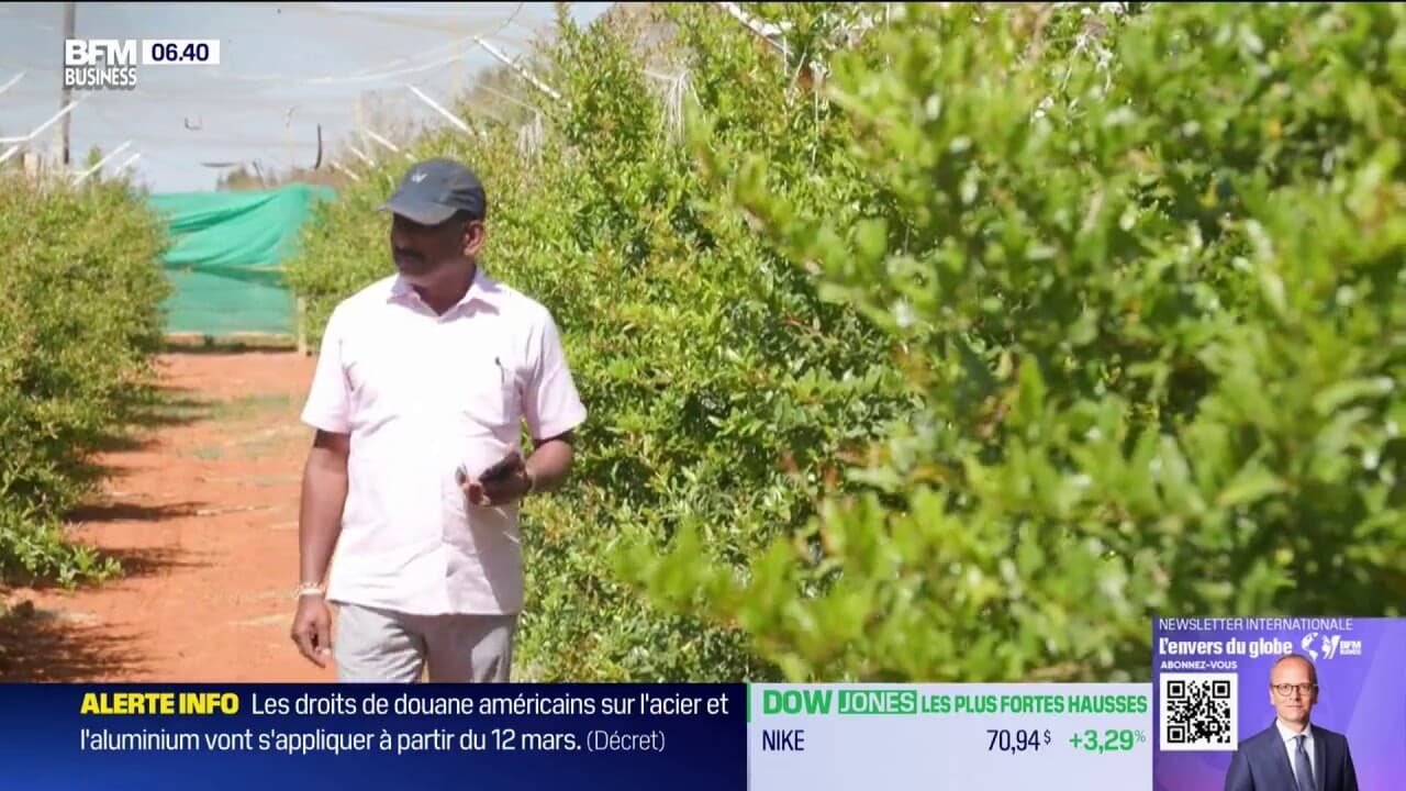 En Inde, l’IA aide les agriculteurs