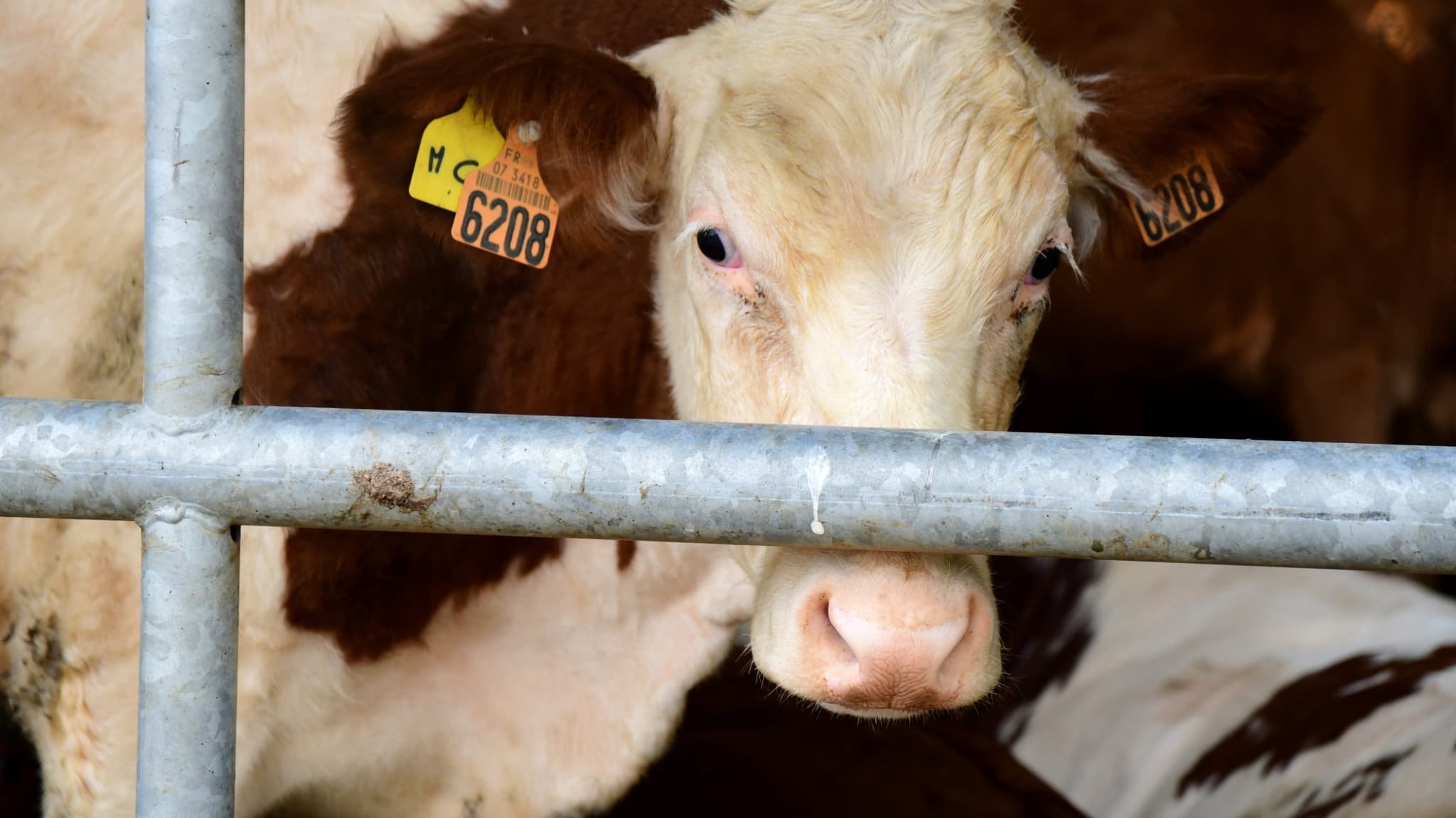 Un premier foyer de dermatose nodulaire détecté dans l’Ain, les bovins doivent être abattus