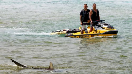 Israël: les restes d'un nageur retrouvés après une attaque de requin sur la côte méditerranéenne