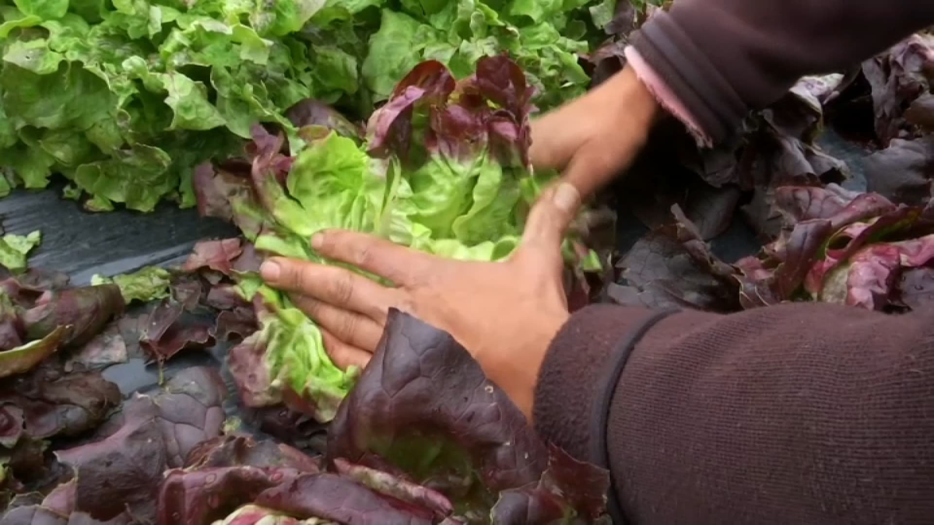 « Pour l’année, c’est foutu »: les agriculteurs des Monts du Lyonnais déplorent les pertes liées aux intempéries